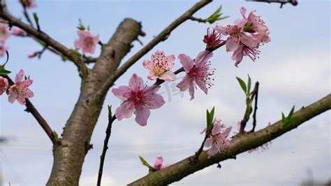 桃花枝放枕頭下|床头放桃树枝好不好？桃树枝放卧室的禁忌与风水讲究